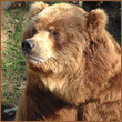 Bearman